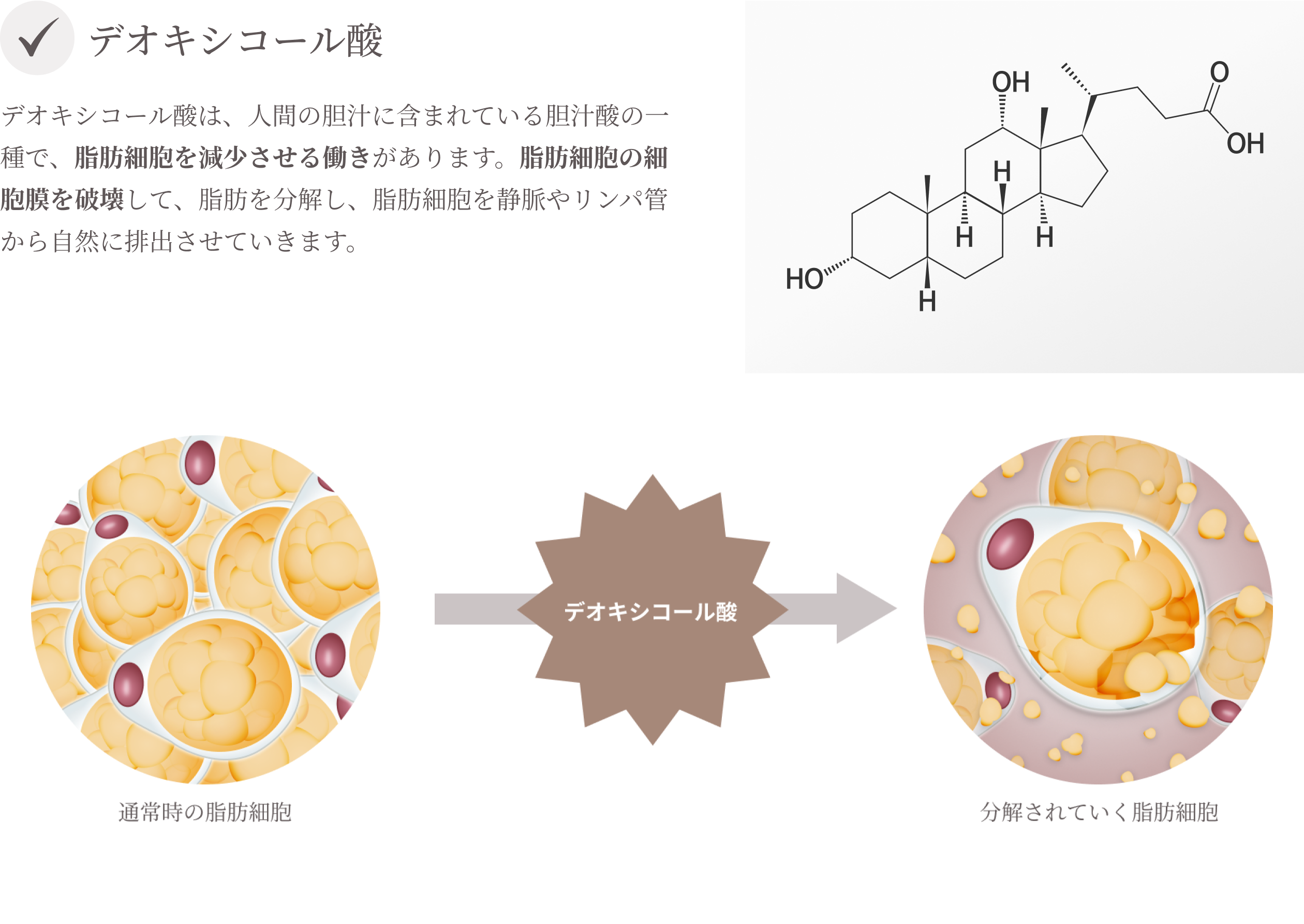 デオキシコール酸