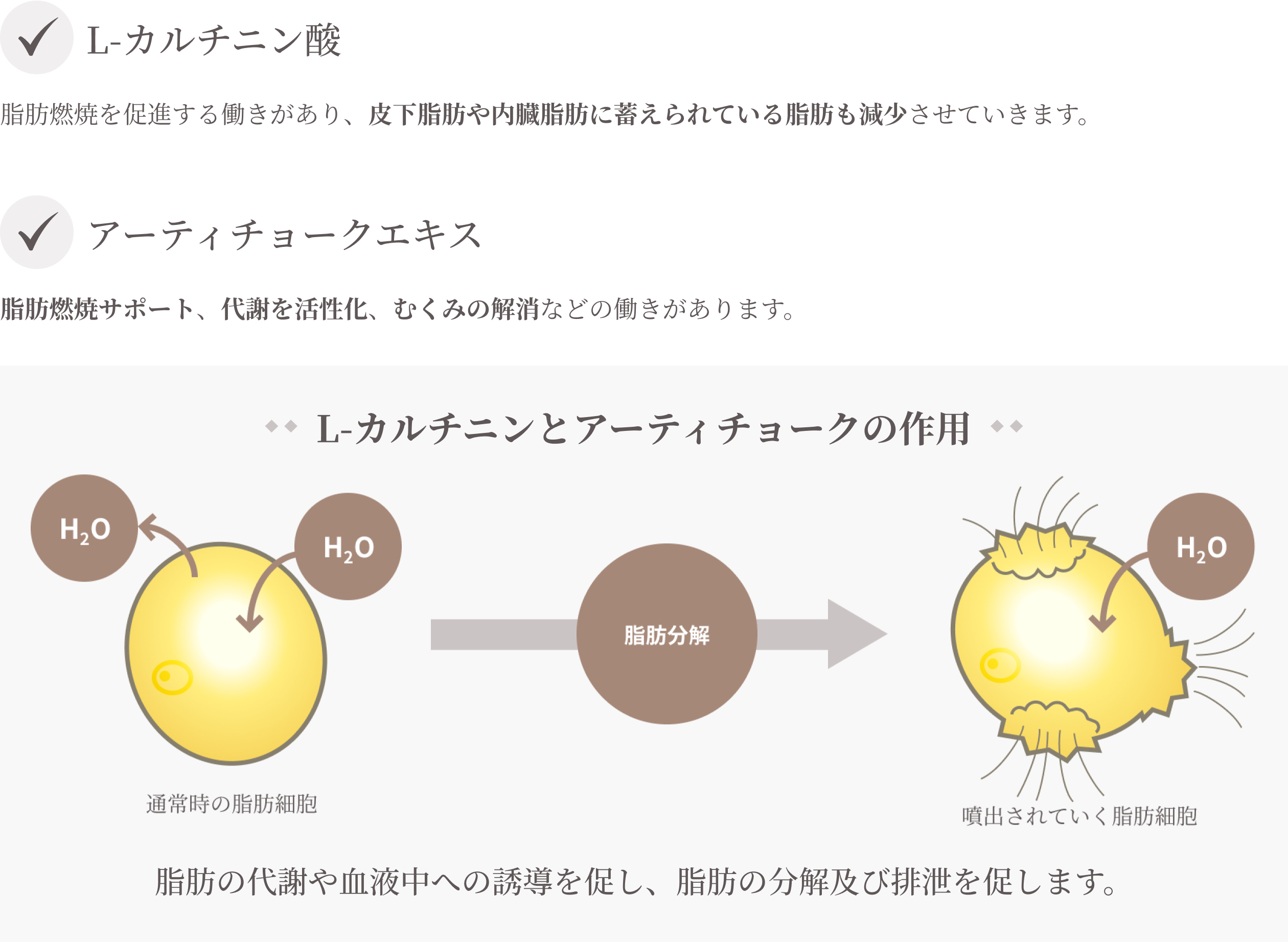 L-カルチニン酸・アーティチョークエキス