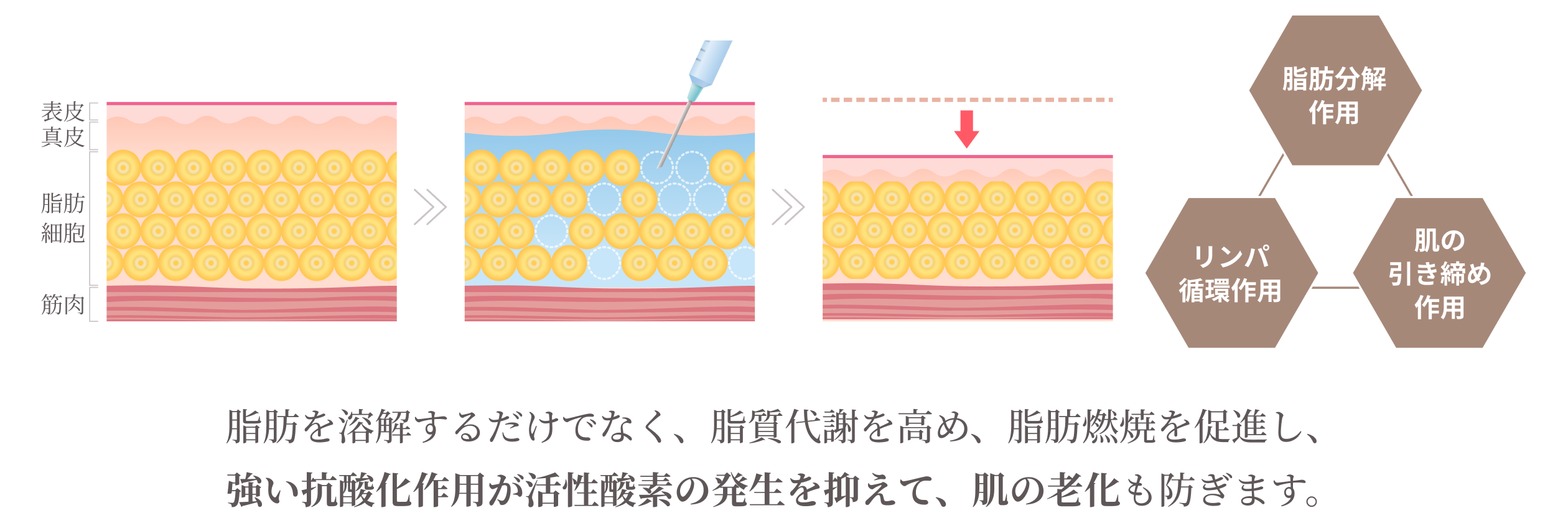 脂肪を溶解するだけでなく、脂質代謝を高め、脂肪燃焼を促進し、強い抗酸化作用が活性酸素の発生を抑えて、肌の老化も防ぎます。