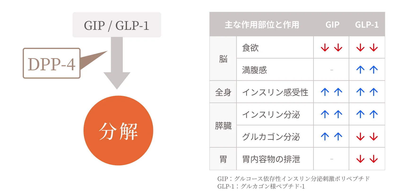 GLP-1とGIP相互作用の図