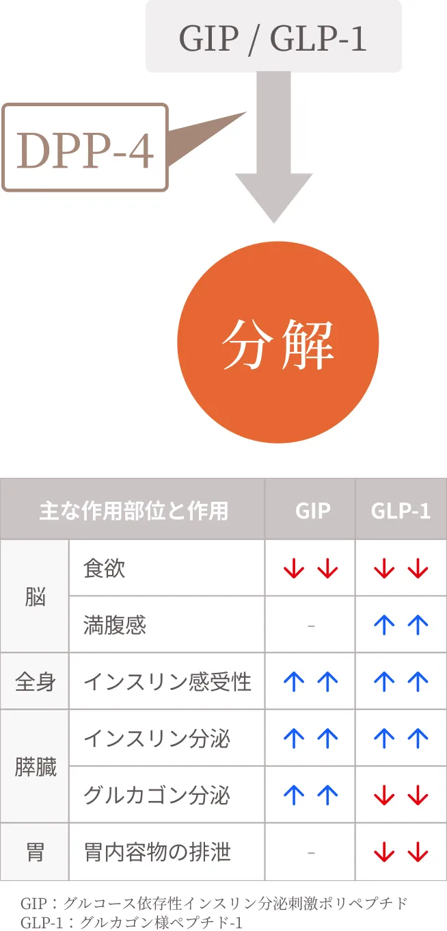 GLP-1とGIP相互作用の図