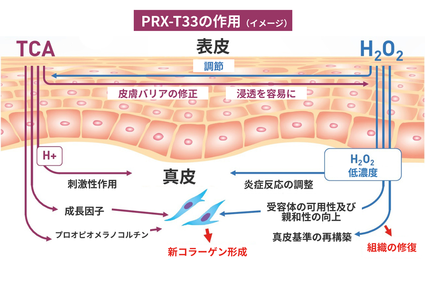 PRX-T33の作用