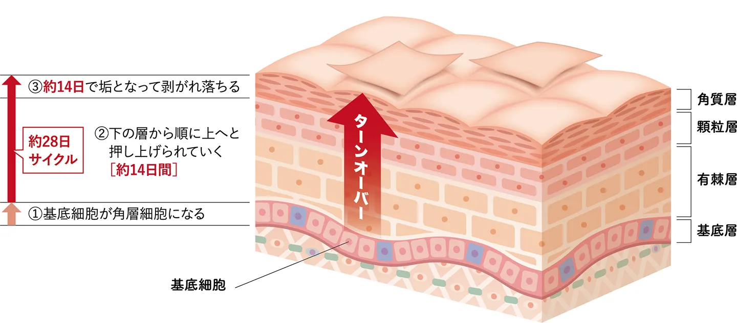肌のターンオーバーの仕組みの図解